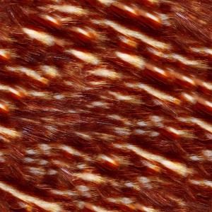 feather-texture (1)