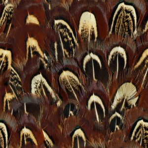 feather-texture (10)