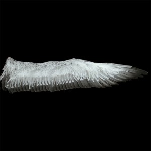 feather-texture (16)
