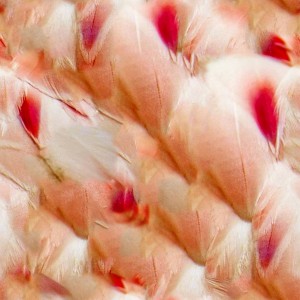 feather-texture (20)