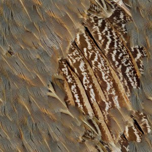 feather-texture (37)