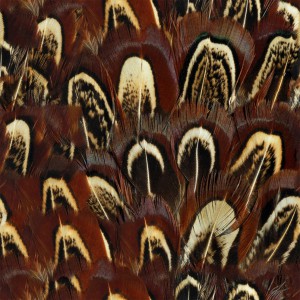 feather-texture (51)