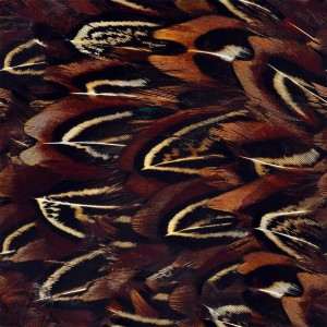 feather-texture (9)