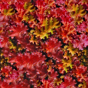foliage-texture (12)