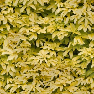 foliage-texture (35)