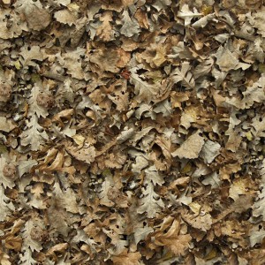 foliage-texture (36)