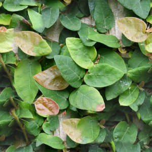 foliage-texture (43)
