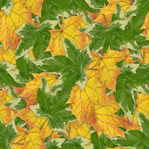 foliage-texture (9)