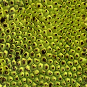 fruitpeel-texture (54)
