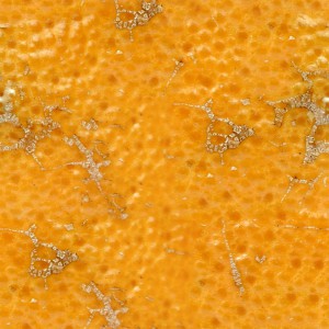 fruitpeel-texture (55)