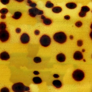 fruitpeel-texture (86)