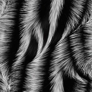fur-texture (38)