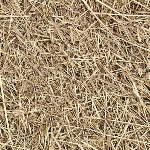 grass-texture (34)