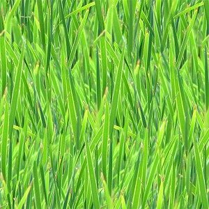 grass-texture (41)