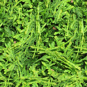grass-texture (46)