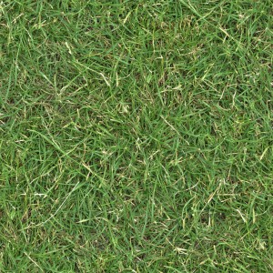 grass-texture (48)
