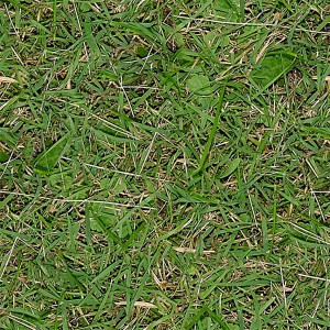 grass-texture (56)