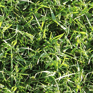 grass-texture (66)