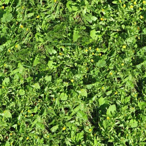 grass-texture (70)
