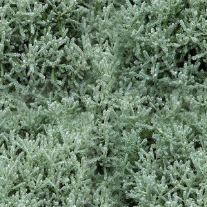 grass-texture (71)