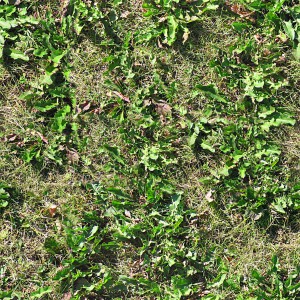grass-texture (82)