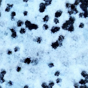 snow-texture (75)