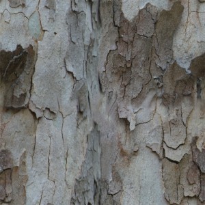wood-texture (129)